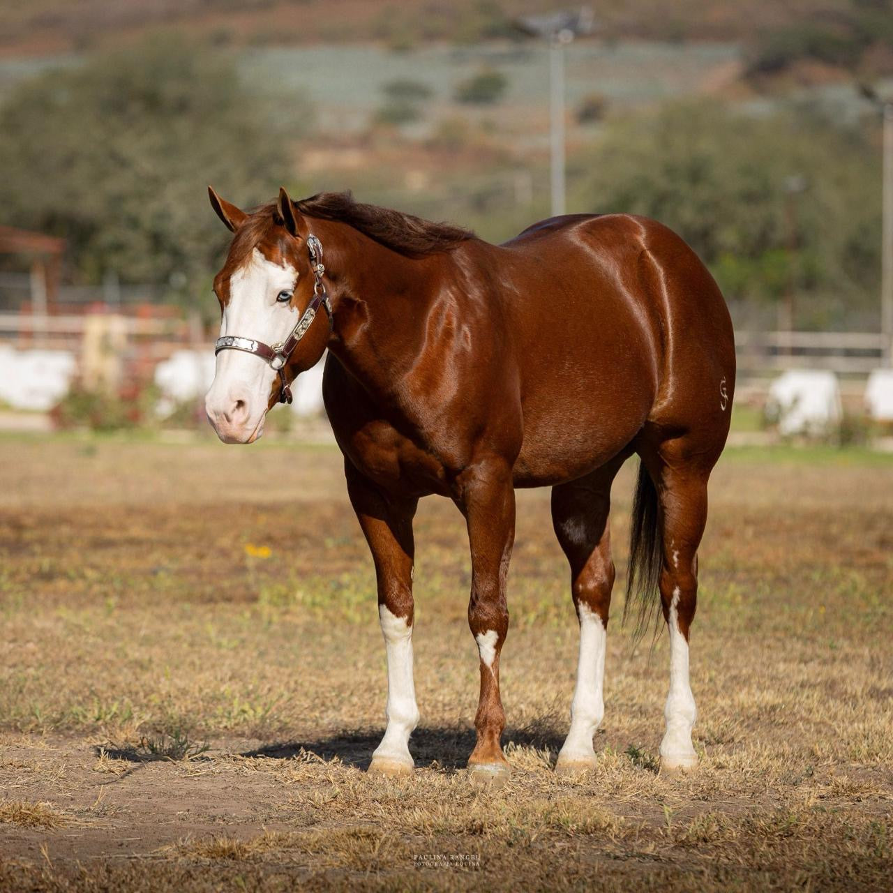 Caballos de charreria