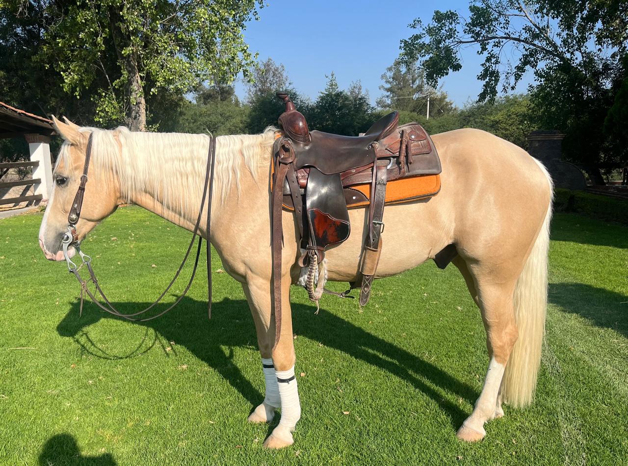 COLONELS VOODOO DR - prospecto reining