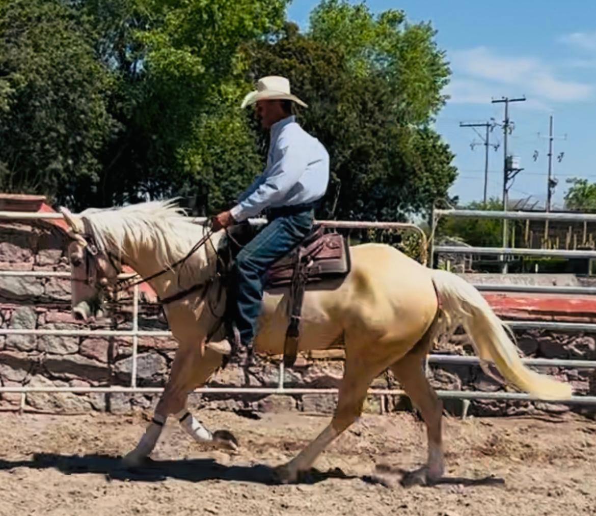 COLONELS VOODOO DR - prospecto reining