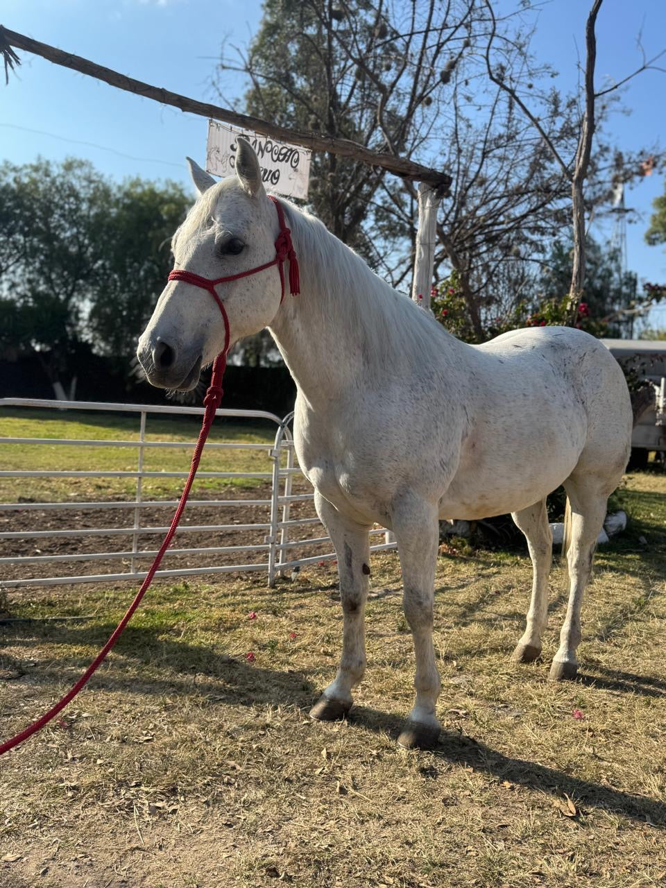 Pony