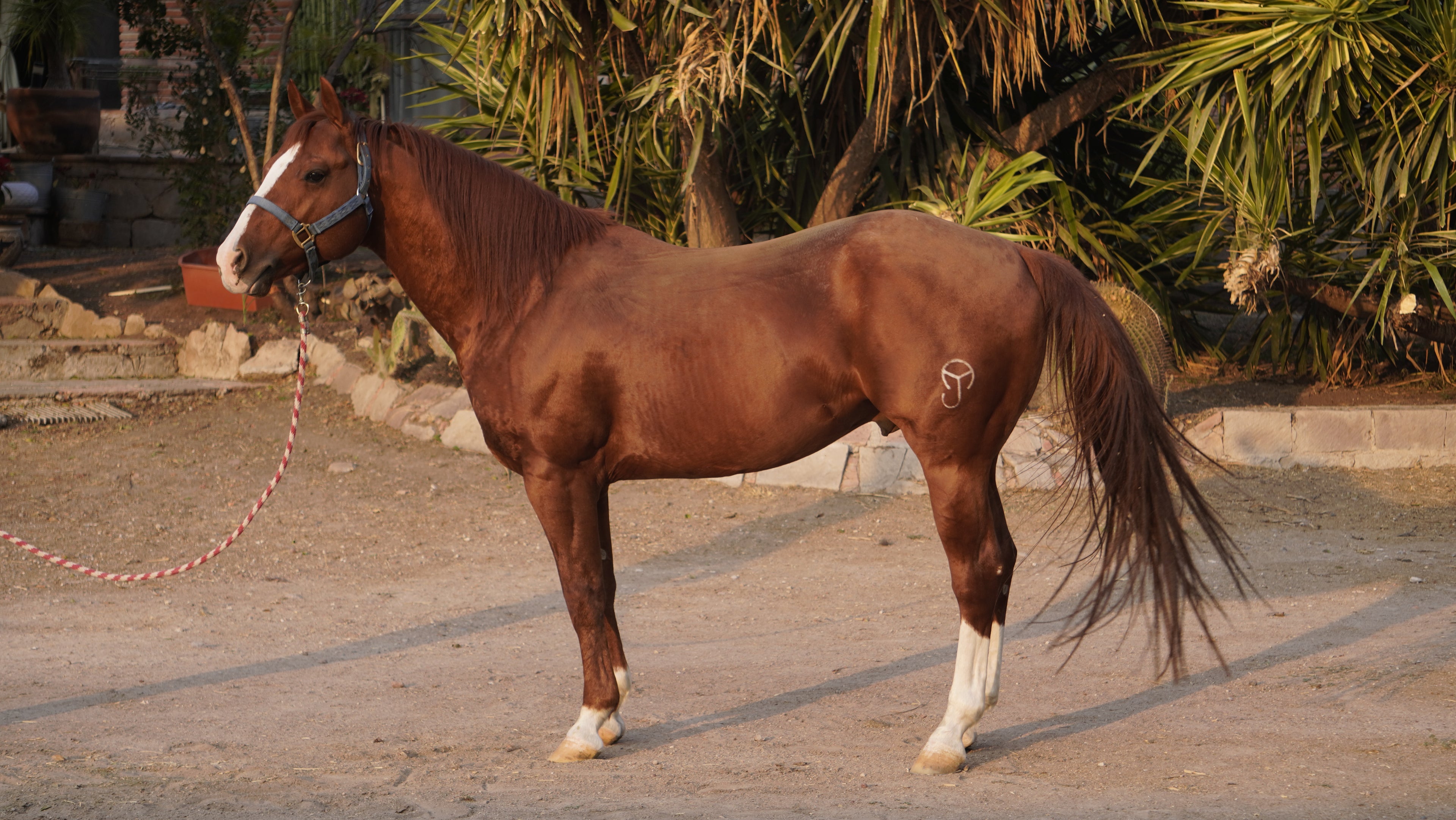 Pepito semental
