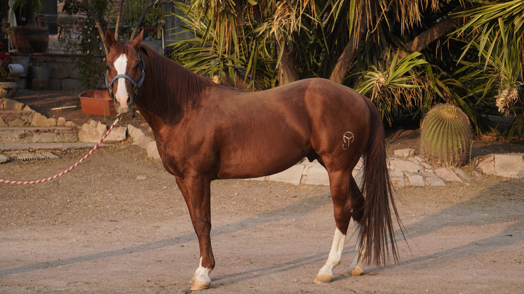 Pepito semental