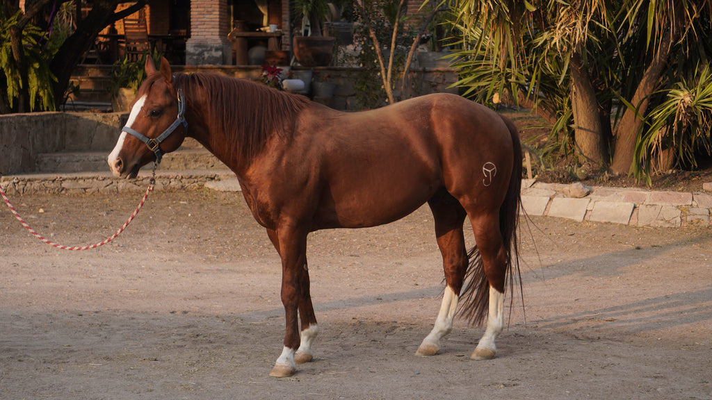 Pepito semental