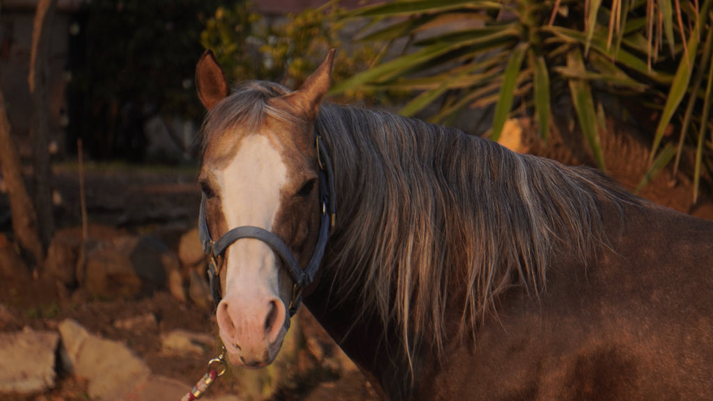 Big Chic Freckles