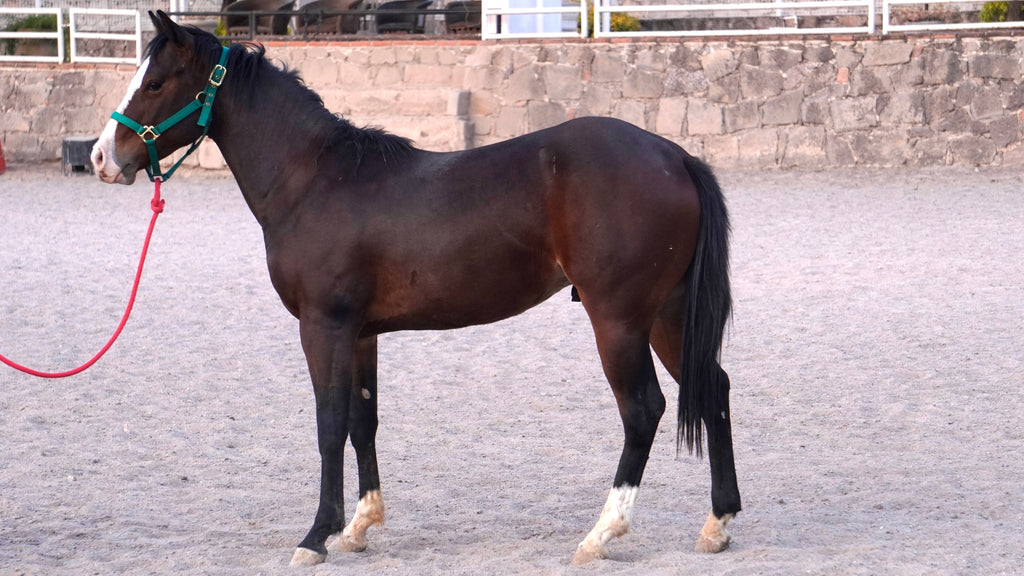 Potrillo retinto