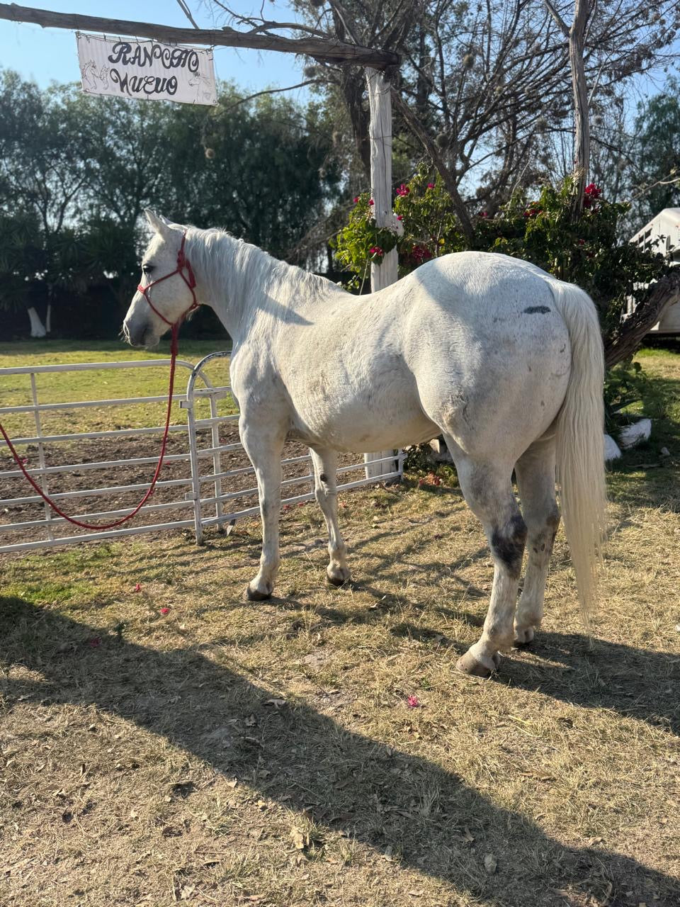 Pony