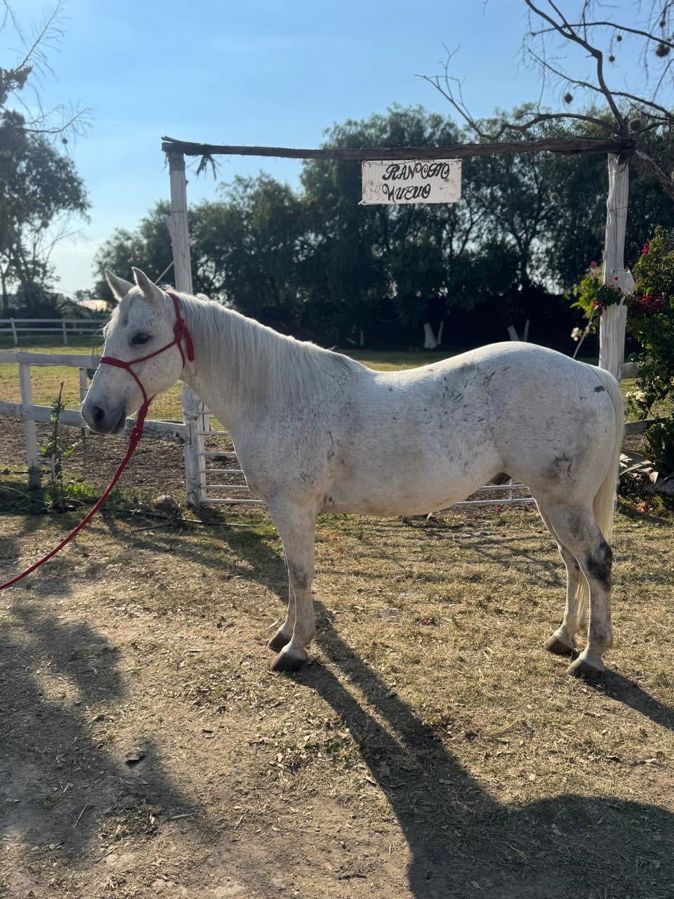Pony