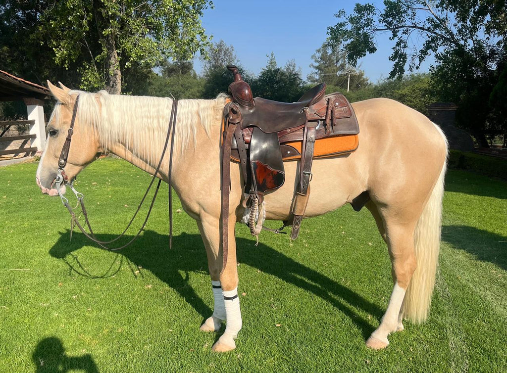 COLONELS VOODOO DR - prospecto reining