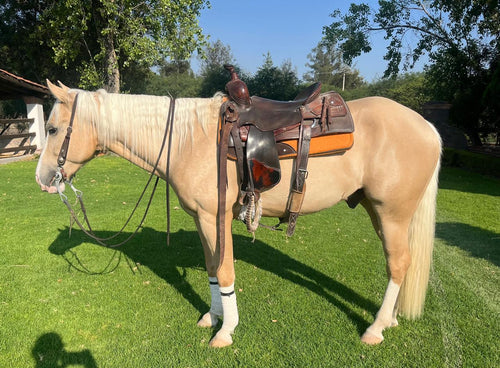 COLONELS VOODOO DR - prospecto reining
