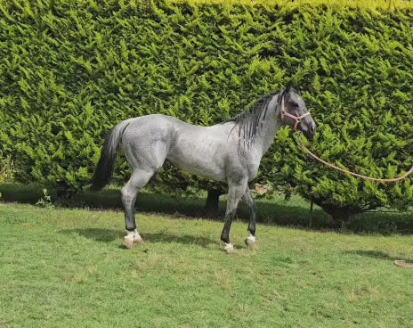 MR smart blue