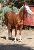 Tava Twist To Gunner